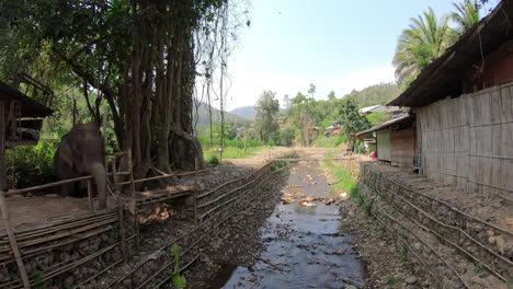 Elefante-En-El-País-De-Tailandia