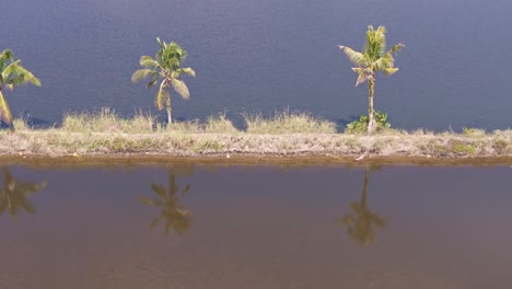 tropical palm trees line embankment separating open water from still pond with reflections in muddy brown water