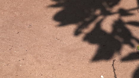 sombra de una hoja de un árbol en el suelo en un día soleado