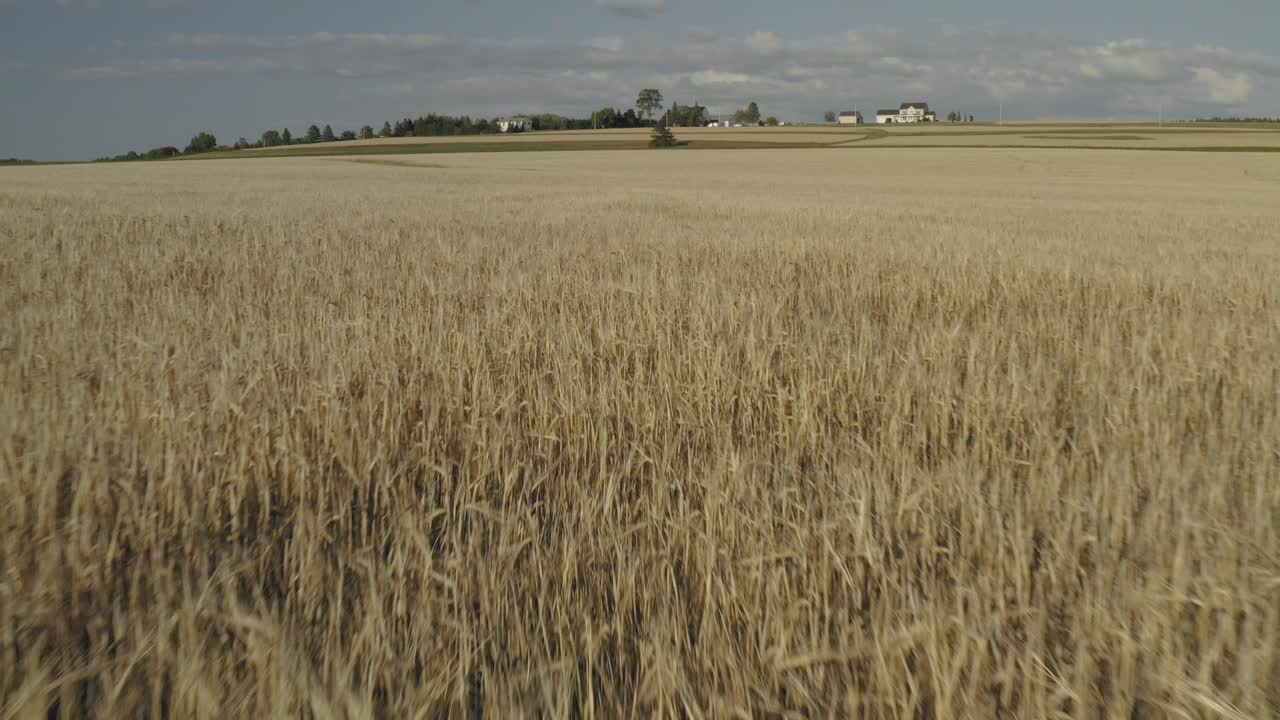 Breeze blows through golden wheat field