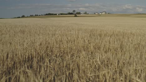 la brisa sopla a través del campo de trigo dorado
