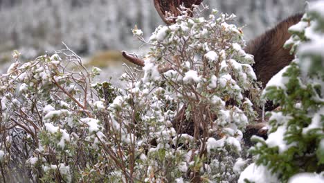 Moose-eating-leaves-in-the-mountains-of-Colorado