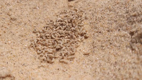 montones de larvas de mosca en la playa de arena provienen de peces muertos podridos, de cerca