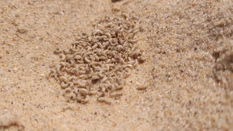 pile of fly larvae on sandy beach come from rotting dead fish, close up