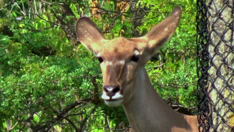 Closeup-of-an-African-deer-on-a-hot-summer-day