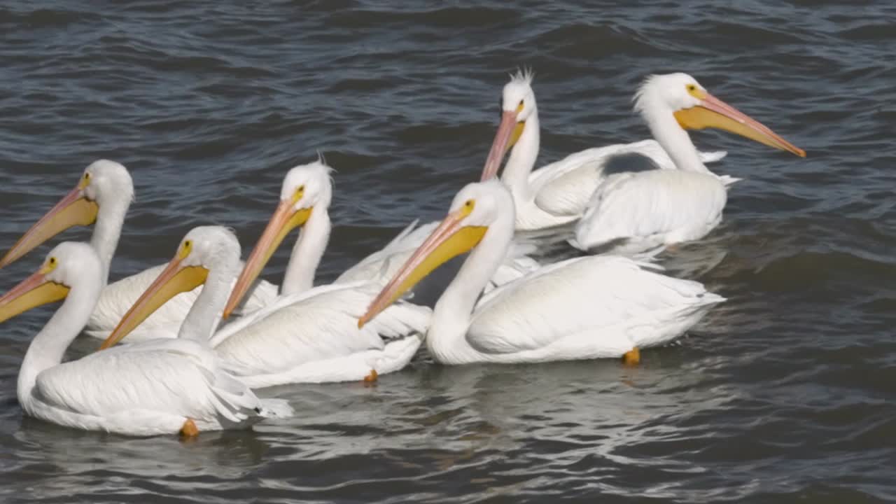 Pelicans living, flying and swimming at the small town of Petatan ,Mexico by the Chapala lake