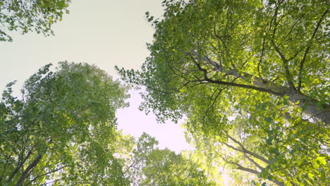 Toma-Panorámica-De-Un-Bosque-Resplandeciente-Desde-Abajo.