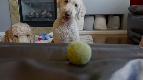 Zwei-Hunde,-Die-Darauf-Warten,-Dass-Ihr-Herrchen-Mit-Ihnen-Ball-Spielt