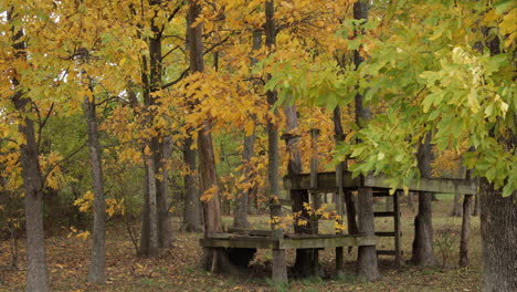 fall color trees blowing leaves falling