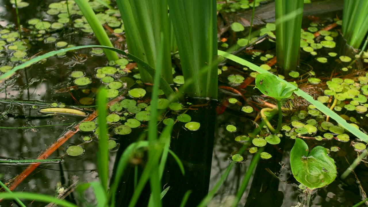 primer plano de un ecosistema de estanque