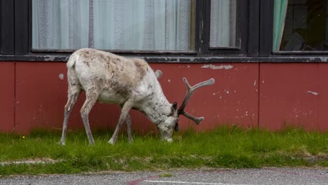 reindeer in the north of norway, nordkapp