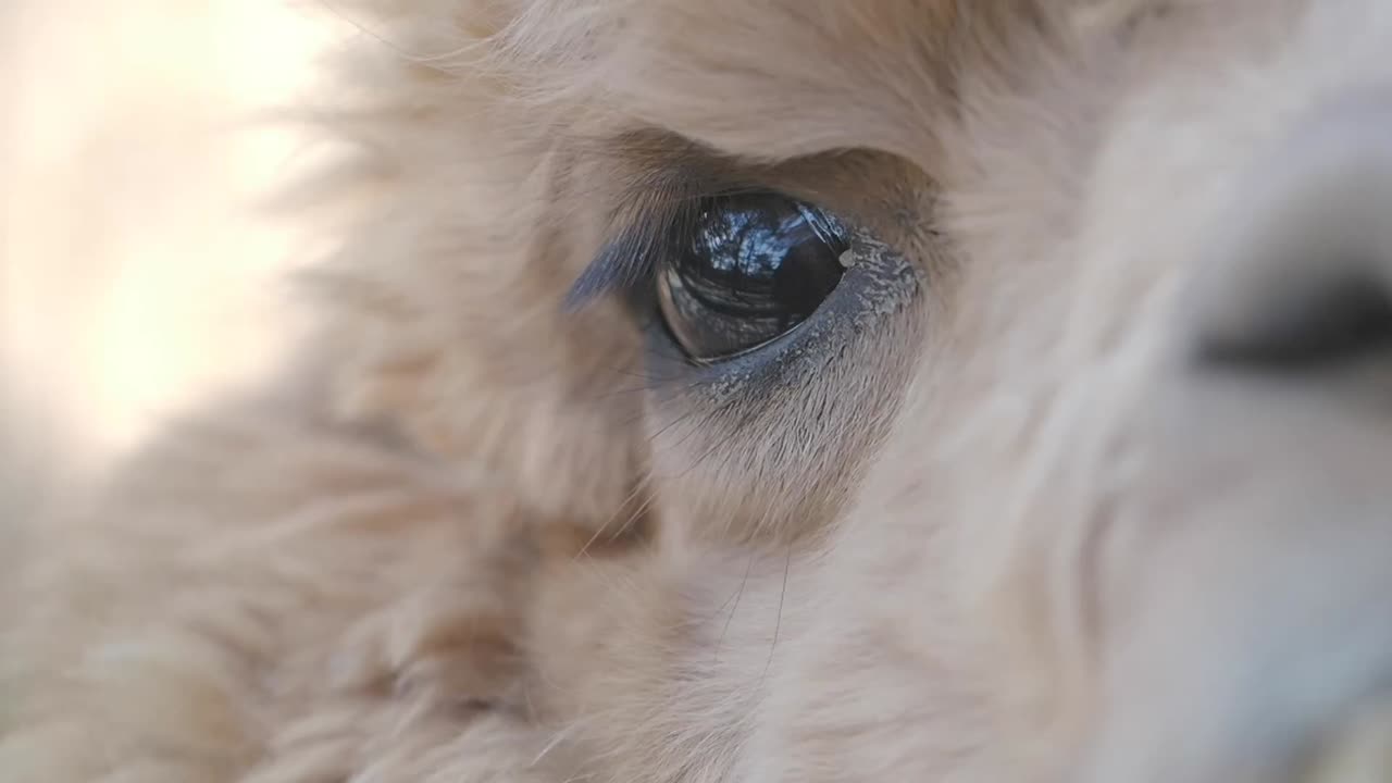 Close-up of an Animal's Eye