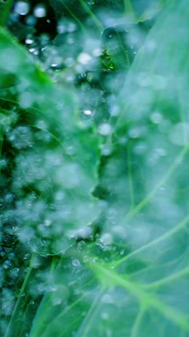 Gocce d'acqua scendono a cascata su vivaci foglie verdi, catturando la luce in modo meraviglioso. Questo primo piano rivela la bellezza naturale delle piante che prosperano in una fresca atmosfera piovosa.