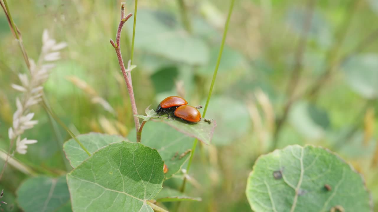 정원에서 보케 배경으로 줄기에 잎에 자리 잡은 한 쌍의 coccinellidae