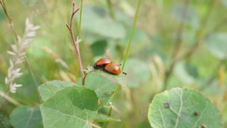 Paar-Coccinellidae-Thront-Auf-Blatt-Am-Stiel-Mit-Bokeh-Hintergrund-Im-Garten