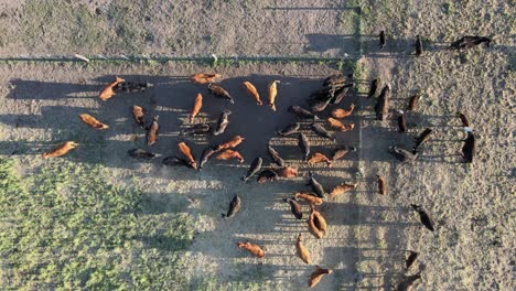 Static-overhead-aerial-of-black-and-brown-cows-on-dusty-field,-sunset