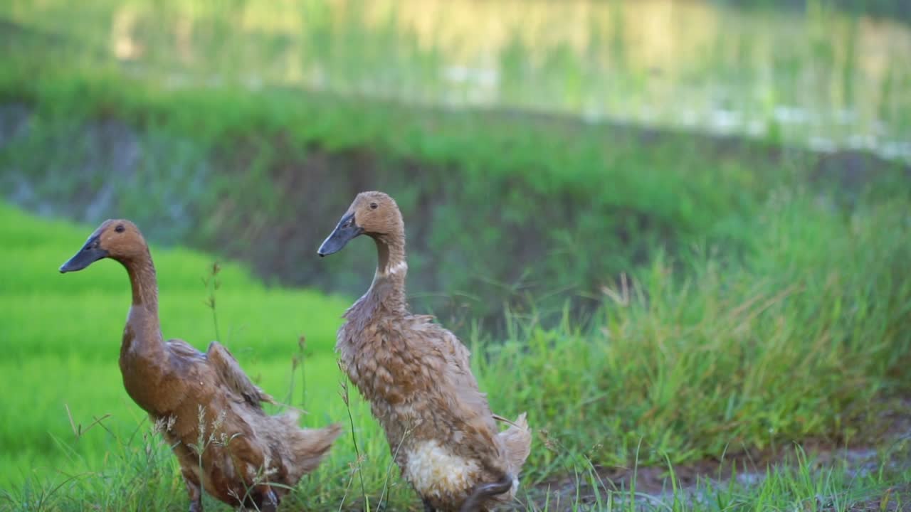 한 남자가 논에서 오리를 치고 있다