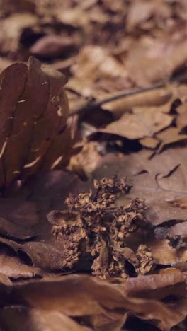 Vertikale-Video-Nahaufnahme-Tote-Blätter-Waldboden-Uk-Waldlandschaft