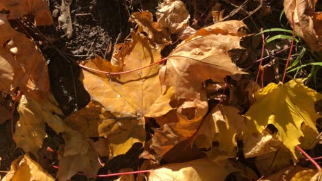 Closeup-view-of-golden-autumn-leaves-on-ground