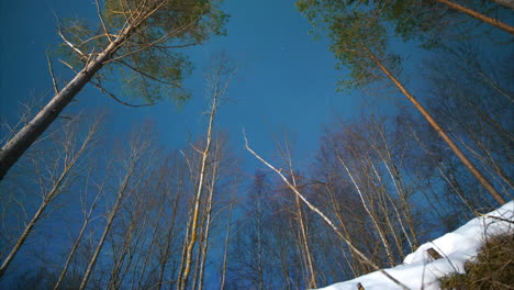 time lapse of aurora borealis through trees