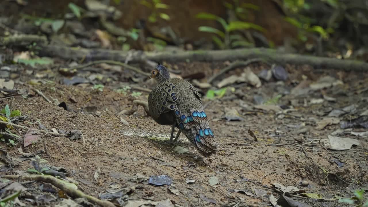 Malayan Peacock-pheasant In The Forest At Daytime - Close Up