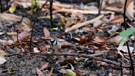 the forest wagtail is a passerine bird foraging on branches, forest grounds, tail wagging constantly sideways