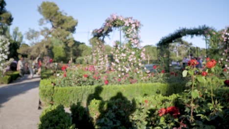 beautiful rose garden with people