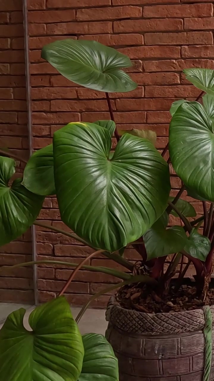 Time-lapse di una pianta con luce variabile