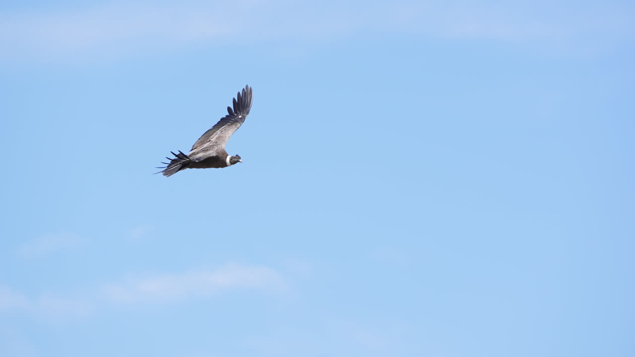 cóndor andino volando sobre las montañas de los andes
