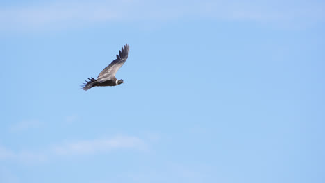 Andean-Condor-flying-over-the-Andes-mountains