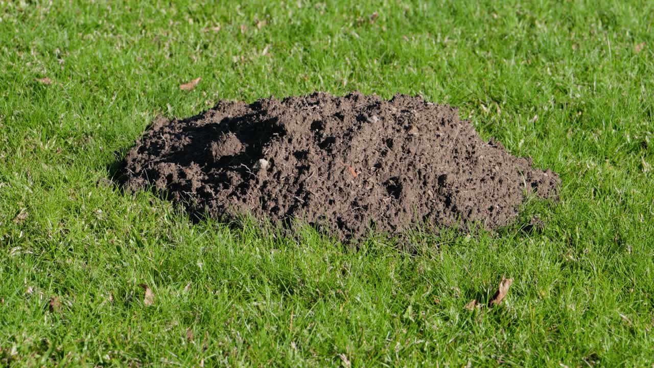 Dark soil mound from mole activity on bright green grass under sunlight