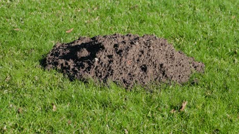 dark soil mound from mole activity on bright green grass under sunlight