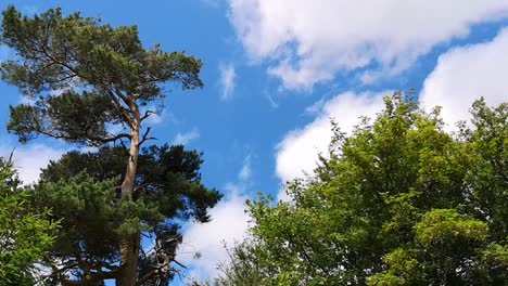 Pino-Silvestre-Contra-El-Cielo-Azul-Con-Nubes,-Viento-Ligero