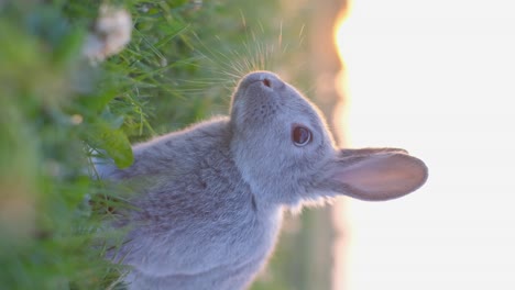 close-up of a grey rabbit in grass