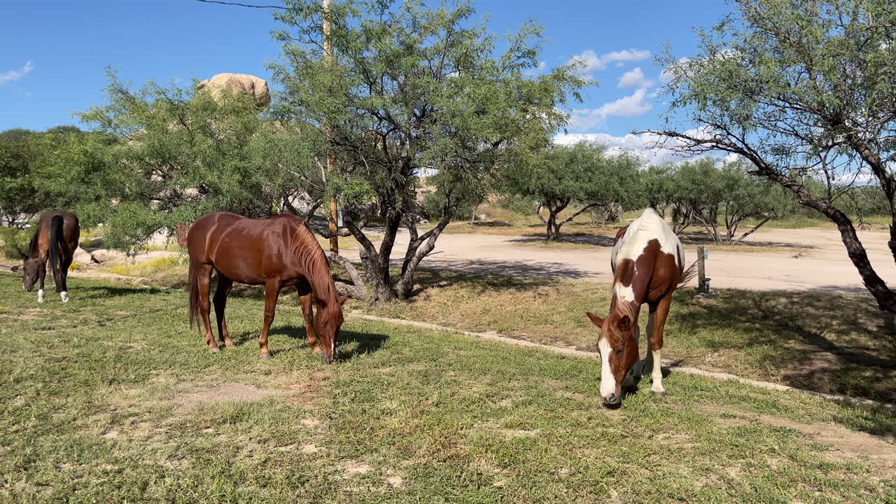 Tre bellissimi cavalli affamati mangiano l'erba in un ranch, ripresa a mano libera.