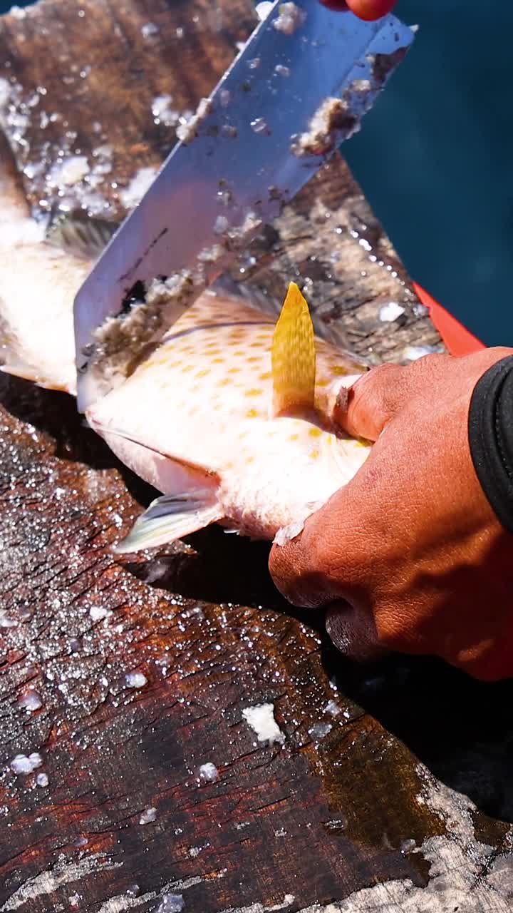 A fisherman uses a sharp knife to scale a fresh grouper on a wooden board