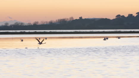 flamingo taking off on a barrier pond camargue france. sunset time