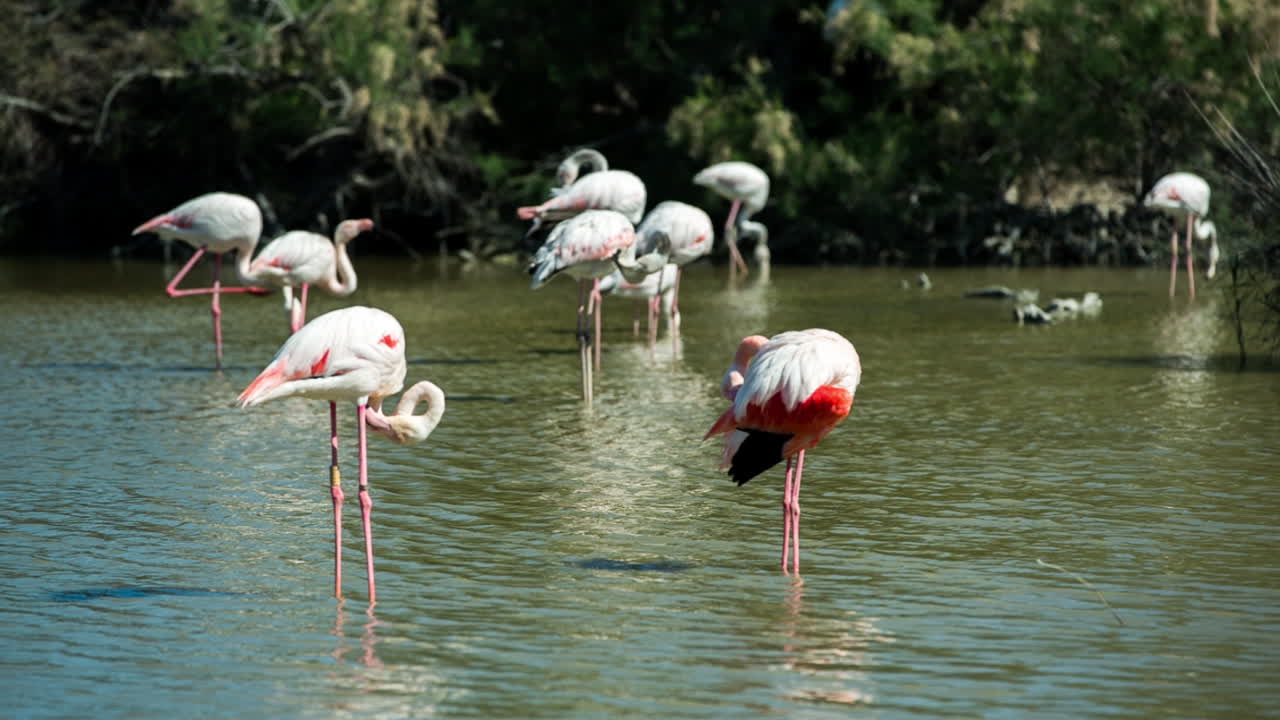 flamencos carmargue 40