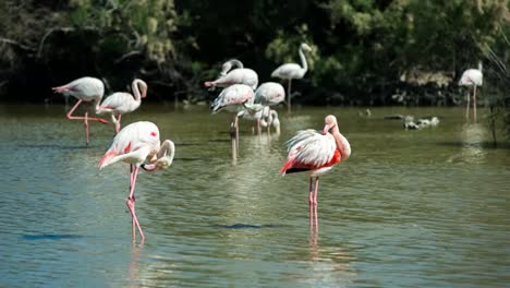 Flamencos-Carmargue-40