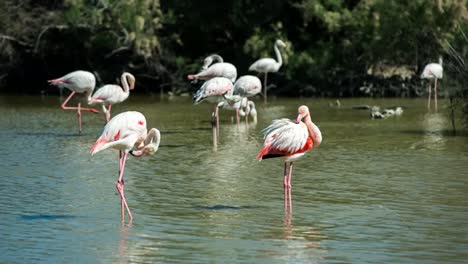 flamencos carmargue 40