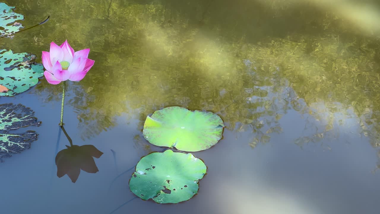 조용한 물 위에 떠다니는 조용한 로터스 꽃