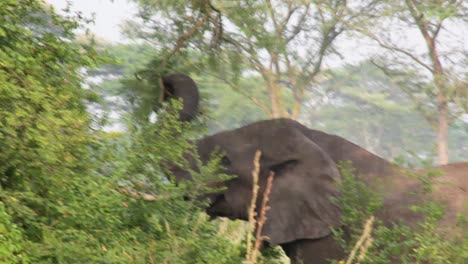Alter-Elefant,-Der-Von-Einem-Baum-In-Uganda-Isst