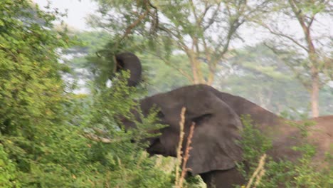 old elephant eating from a tree in uganda
