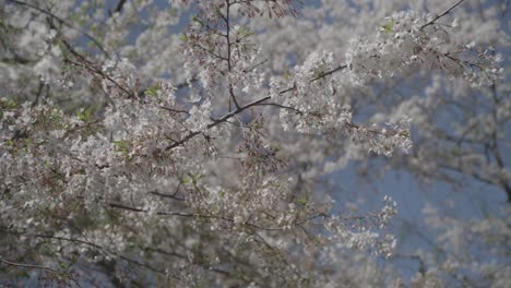 primer plano de las flores de cerezo en plena floración, las ramas densamente cubiertas de delicadas flores blancas contra un fondo de enfoque suave de cielo azul y follaje lejano