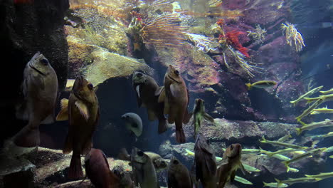 Medusas---Grupo-De-Peces-En-Posición-Vertical-Con-Movimiento-De-Cámara-Inclinado-Hacia-Arriba-Y-Hacia-Abajo