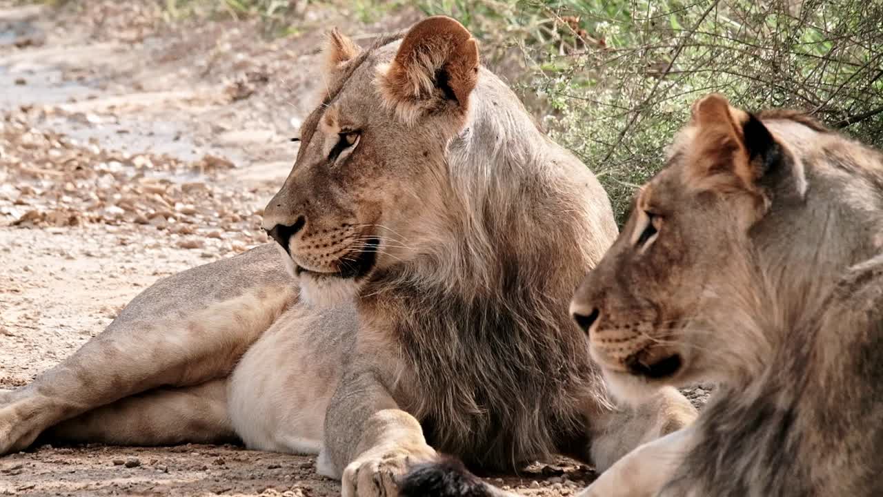 Two young male lions observe a vehicle driving past in the Kalahari in South Africa