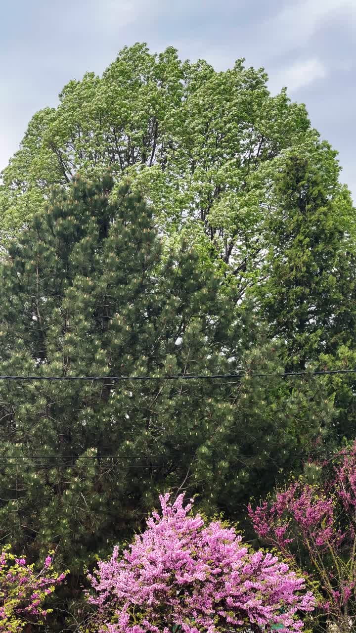 Deciduous tree treetop in spring, vertical video in 4K