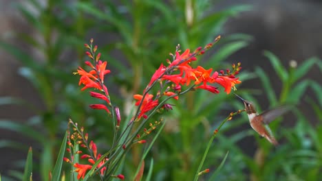 hummingbird flies to a croscosmia plant