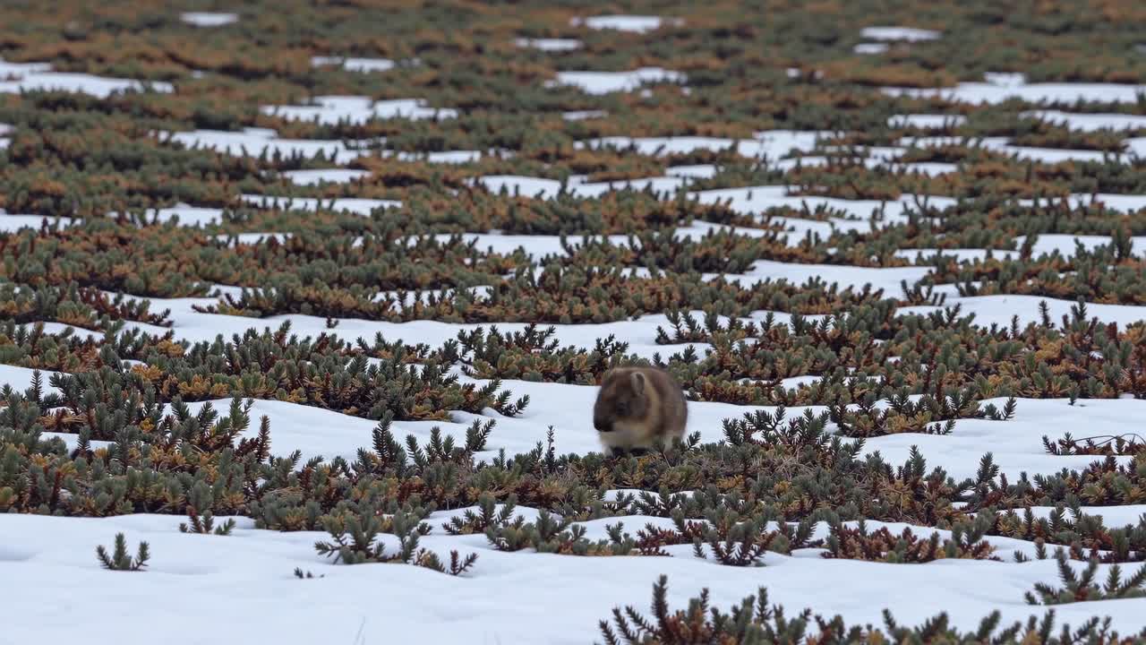 Wide-angle shot of a marmot in a snowy, shrub-dotted landscape