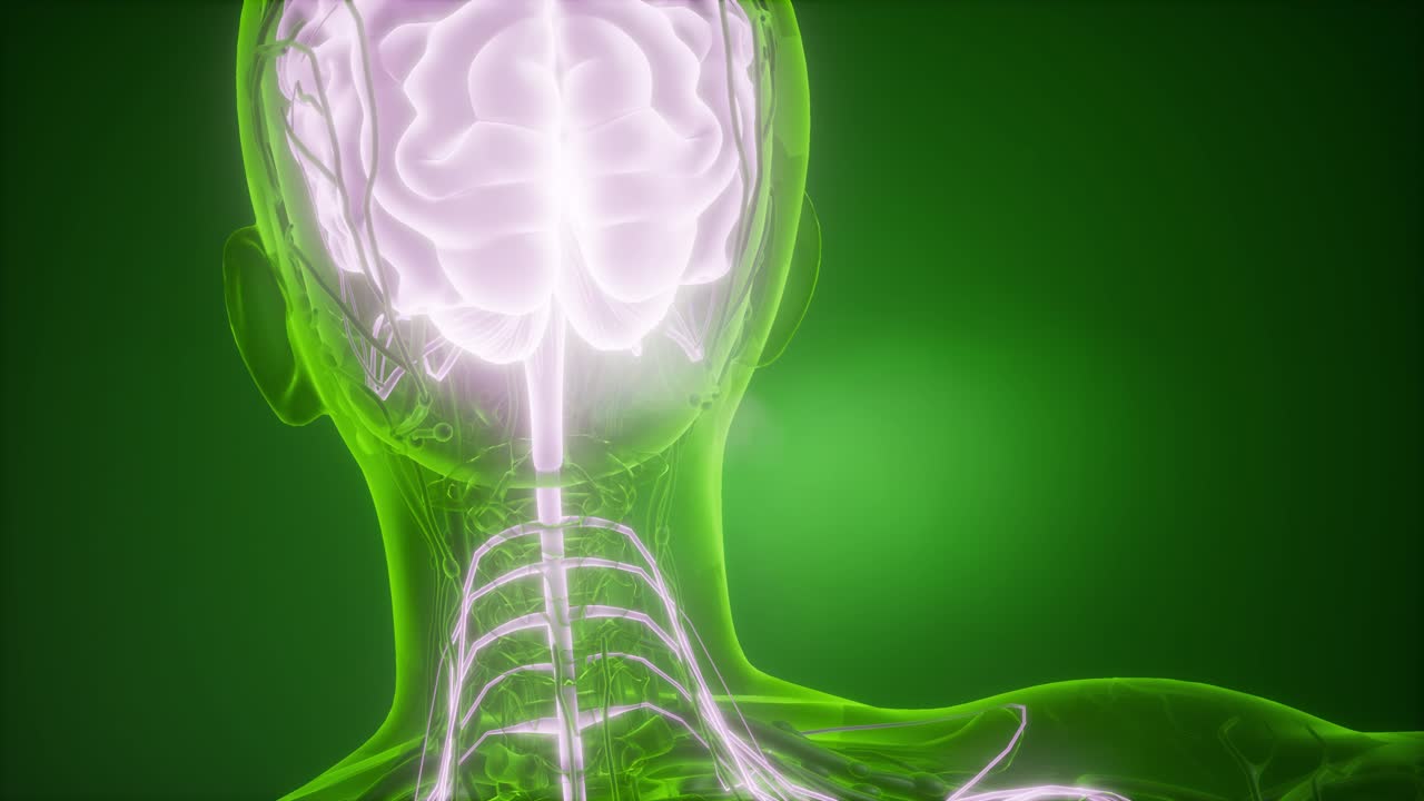 anatomía del cerebro humano
